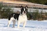 BOULEDOGUE FRANCAIS 986